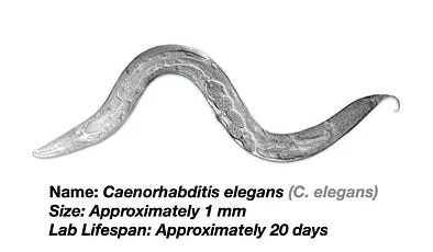 C. elegans is a microscopic nematode, just 1 mm long and made up of exactly 959 cells. Yet, it has nerves, muscles, a gut, and reproductive organs. Scientists use it often for studies because it lives only about 2–3 weeks, is inexpensive, and is transparent — so with fluorescent tags, gene activity and